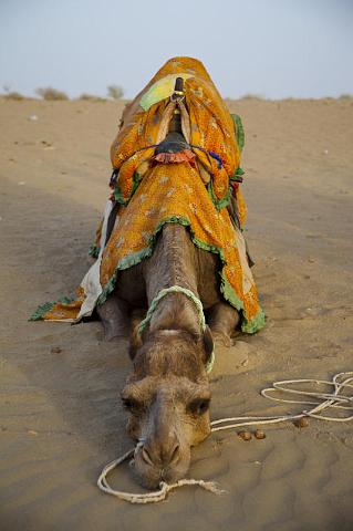 183 Jaisalmer, Sam Zandduinen.jpg